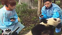 张家辉变身熊猫饲养员 零距离接触大熊猫